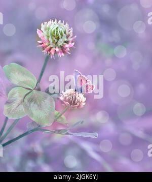 Estate artistica sfondo floreale Fiori e foglie di trifoglio rosa (Trifolium) e bella farfalla sui petali. Idilliaco sfocato e tonico stagionale Foto Stock