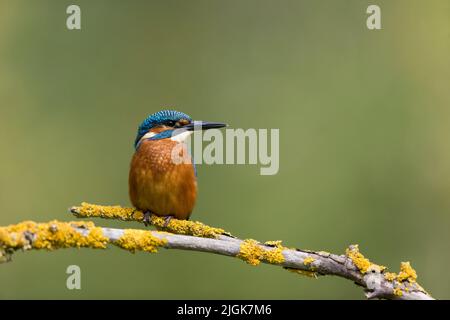 Comune Martin pescatore Alcedo atthis, giovane maschio arroccato sul ramo, Suffolk, Inghilterra, luglio Foto Stock