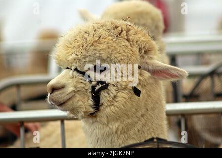 Primo piano di una singola Alpaca bianca con halter nero e barre della penna sullo sfondo Foto Stock