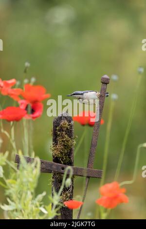 Nuthatch Eurasian Sitta europaea, adulto arroccato su posto tra papavero comune rhoeas, fiori, Suffolk, Inghilterra, giugno Foto Stock