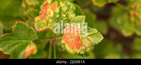 Afidi gallici sulle foglie di ribes. Macchie rosse sulle foglie verdi di ribes. Controllo dei parassiti dell'orto e dell'orto. Le foglie di ribes influenzano Foto Stock