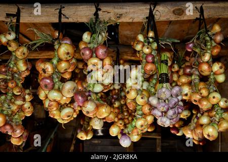 Vendemmia. Grappoli di aglio e cipolle sono asciugati in un fienile nel villaggio Foto Stock