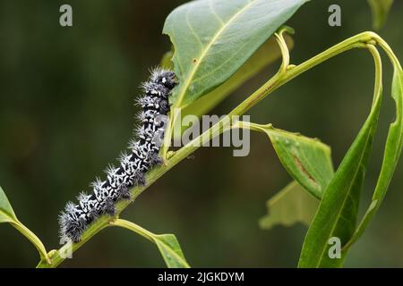 Zig-ZAG imperatore Silkmoth - Gonimbrasia tirrrea, bruco di falena da foreste e cespugli africani, Tanzania. Foto Stock