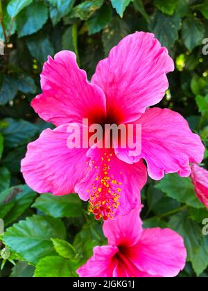 Ibisco cinese, Hibiscus rosa-sinensis Foto Stock