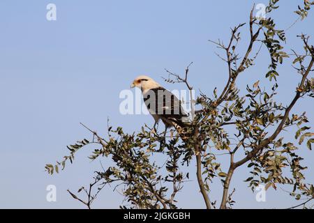 Milvago chimango. Rumoroso, cospicuo, e spesso un comune scavenger in vari tipi di habitat, da città e città a boschi aperti. Foto Stock