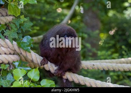 Un leone nero prigioniero tamarin, Leontopithecus chrysopygus al Jersey zoo. Nativo di San Paolo in Brasile. Foto Stock