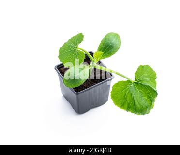 Baby squash pianta germoglio in vaso di plastica pronto per piantare isolato su sfondo bianco Foto Stock