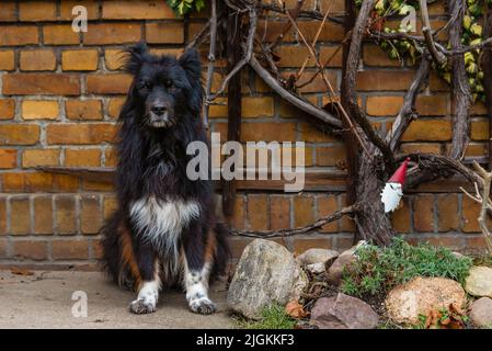 Un cane nero agile si siede di fronte ad un muro di mattoni, un cane nero grumpy Foto Stock