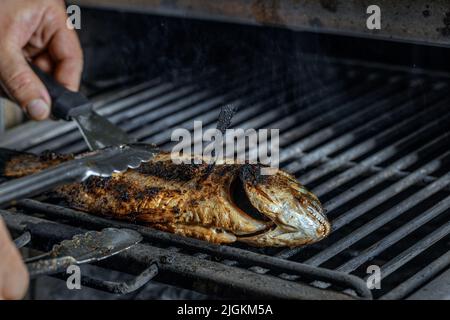 Processo di cottura alla griglia del pesce intero di orata di mare su una griglia del barbecue sopra carbone caldo. Dorado alla griglia Foto Stock