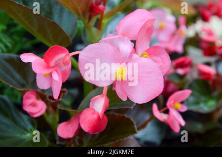 Begonias, semperflorens begonias, in giardino, in vaso begonia Foto Stock