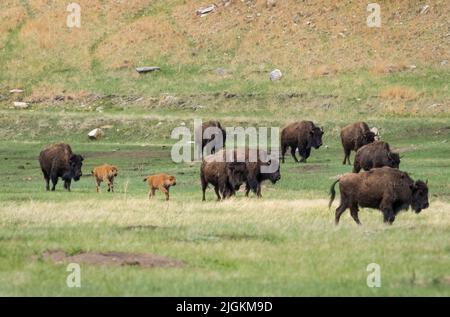 Mandria di bisonte americano o Buffalo sulle praterie nel Parco Nazionale di Wind Cave nel South Dakota USA Foto Stock