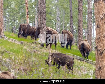 Mandria di bisonte americano o Buffalo sulle praterie nel Parco Nazionale di Wind Cave nel South Dakota USA Foto Stock