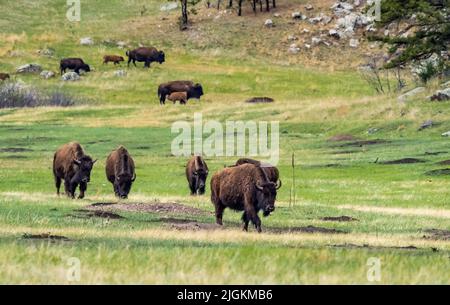 Mandria di bisonte americano o Buffalo sulle praterie nel Parco Nazionale di Wind Cave nel South Dakota USA Foto Stock