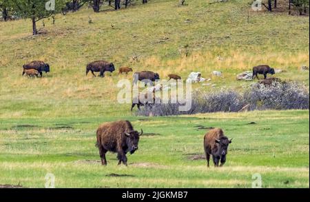 Mandria di bisonte americano o Buffalo sulle praterie nel Parco Nazionale di Wind Cave nel South Dakota USA Foto Stock