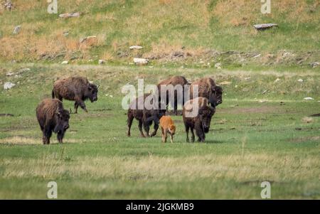 Mandria di bisonte americano o Buffalo sulle praterie nel Parco Nazionale di Wind Cave nel South Dakota USA Foto Stock