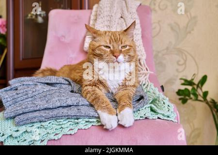 Grande gatto rosso sdraiato su una poltrona con le cose calde invernali in maglia Foto Stock