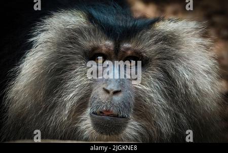 Primo piano ritratto di macaco leone-coda. Il suo noto anche come wanderoo, bartaffe, barba e macaca silenus minacciato di specie di scimmie Foto Stock