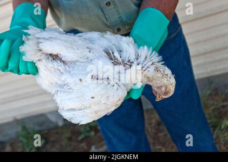 L'allevatore di pollo che ispeziona il pollame è morto da 'Bird Flu'. Polli influenza 'Gallus domestica'. Foto Stock