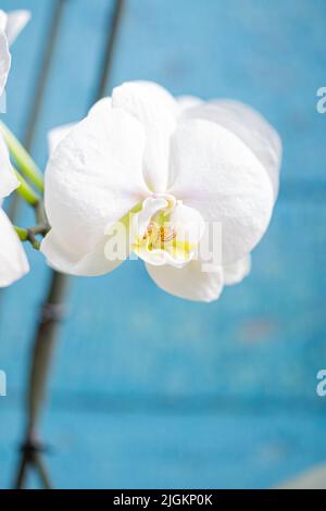 Fiore bianco orchidea in fiore con bei petali lisci da vicino ancora isolato su sfondo blu Foto Stock