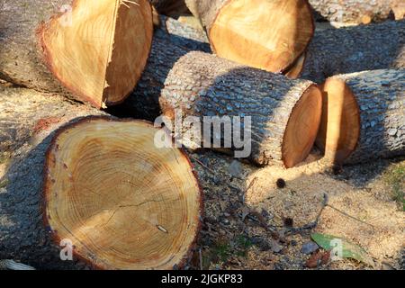 Tronchi tagliati a pezzi per preparare l'inverno. Foto Stock
