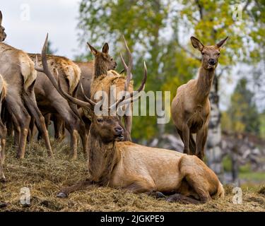 toro di Elk appoggiato sul fieno con le sue mucche alce intorno a lui nel loro ambiente e habitat circostante. Ritratto di cervo rosso. Foto Stock