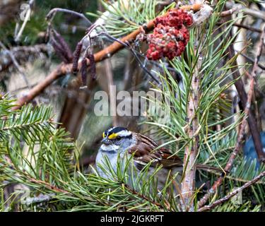 Sparrow dalla gola bianca arroccato su un ramo di pino con uno sfondo sfocato nel suo ambiente e habitat che circonda con la neve caduta. Foto Stock