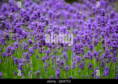 Una fotografia full frame di un'abbondanza di fiori di lavanda nel sole estivo Foto Stock