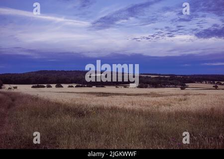 Tramonto a campi vicino alla Ridgeway , vicino a Crowmarsh Gifford, Wallingford Foto Stock