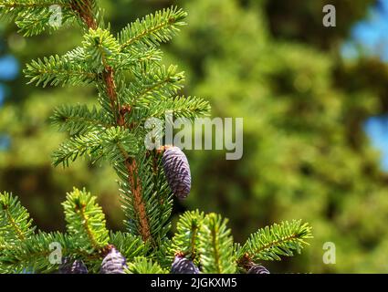 Aghi e coni di Picea mariana, abete nero. Aghi e coni di Picea mariana, abete nero. Foto Stock