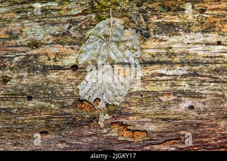 Foto simbolica della foresta morente in Germania Foto Stock