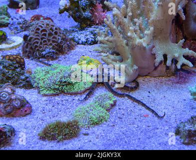 Stella del mare fragile che si muove sul fondo dell'acquario marino fra i coralli Foto Stock