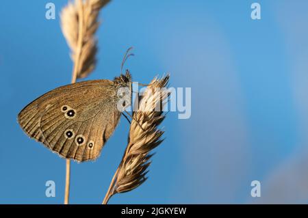 Primo piano di una farfalla con ali chiuse. L'uccello della foresta marrone (Aphantopus hyperantus) è appeso bene mimetriato tra l'erba secca contro un cielo blu. Foto Stock