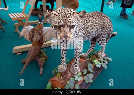 Arte taxidermy di preservare il corpo dell'animale attraverso il montaggio o l'imbottitura, allo scopo di esposizione o studio. Trofei di caccia. Leopardo conservato. Foto Stock