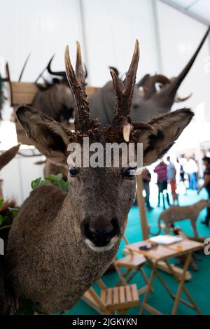 Arte taxidermy di preservare il corpo dell'animale attraverso il montaggio o l'imbottitura, allo scopo di esposizione o studio. Trofei di caccia. Foto Stock