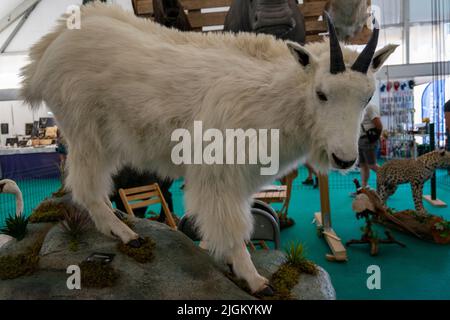 Arte taxidermy di preservare il corpo dell'animale attraverso il montaggio o l'imbottitura, allo scopo di esposizione o studio. Trofei di caccia. Foto Stock