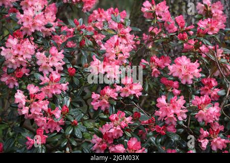 Primo piano di Cluster of Pink Azaleas a Sir Harold Hillier Gardens Ampfield Romsey Hampshire Inghilterra Foto Stock