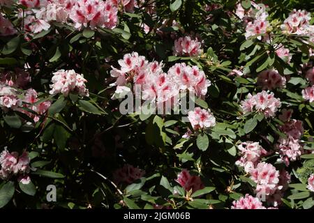 Rhodendrons rosa a Sir Harold Hillier Gardens Ampfield Romsey Hampshire Inghilterra Foto Stock