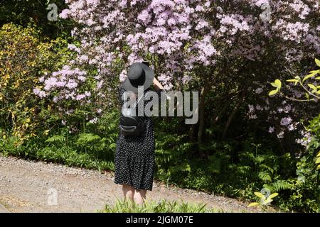 Donna che fotografa i rododendri rosa utilizzando lo smartphone Sir Harold Hillier Gardens Ampfield Romsey Hampshire Inghilterra Foto Stock