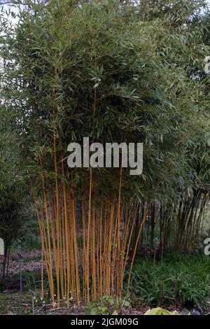 Bambù giallo (Phyllostachys Aurea) che cresce a Wisley RHS Garden Surrey Inghilterra Foto Stock