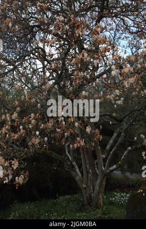 Magnolia colpito da Frost Damage Turning the Flowers Brown Wisley Gardens Surrey Inghilterra Foto Stock