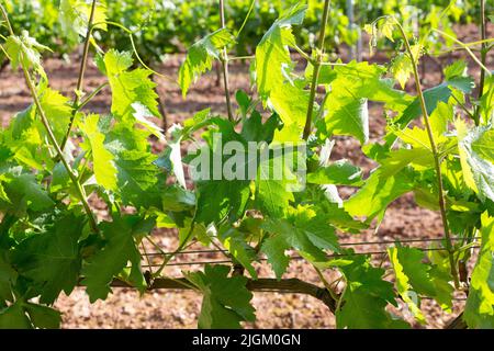 Vigneti in primavera prima della vendemmia nella zona di Rioja, Spagna. Foto Stock