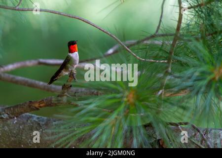 Hummingbird maschio arroccato su un pino al Pikes Peak state Park a McGregor, Iowa durante l'estate Foto Stock