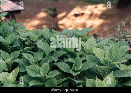 L'idrangea lascia il cespuglio. Nuove foglie di hydrangea Foto Stock