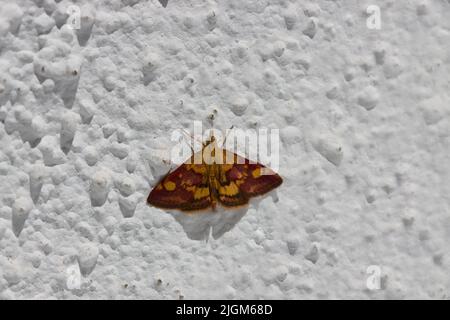 Primo piano di una falena di menta (Pirausta aurata) della famiglia Crambidae, conosciuta anche con il nome comune di piccolo viola e oro su una parete bianca a puntine Foto Stock