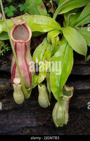 Un impianto carnivora di caraffa presso il Giardino Botanico della Regina Sirikit non lontano da CHIANG mai, THAILANDIA Foto Stock