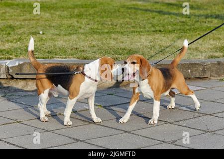 due cani da beagle. si incontrarono e si annidarono. Foto Stock