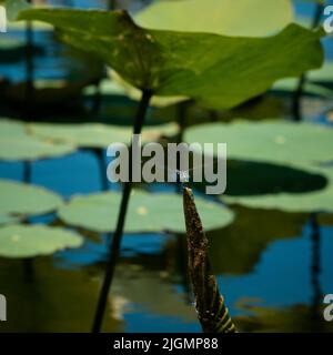 Dragonfly sul bastone in acqua Foto Stock