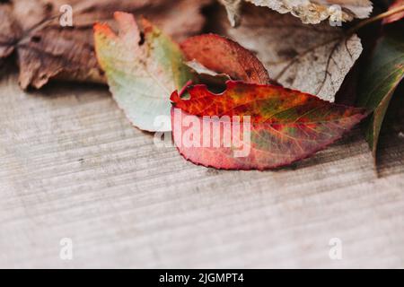 Copia lo spazio delle foglie caduto di rosso, arancione, giallo e marrone su una superficie di legno. Concetto autunnale Foto Stock