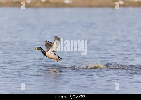 Mallard Anas platyrhynchos, maschio adulto che vola, decollo dall'acqua, Suffolk, Inghilterra, maggio Foto Stock