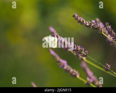 Cavolo farfalla bianca foraging su un fiore di lavanda Foto Stock